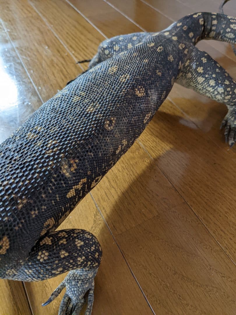 希少!サルバトールモニターミズオオトカゲ剥製トカゲ置物モニター