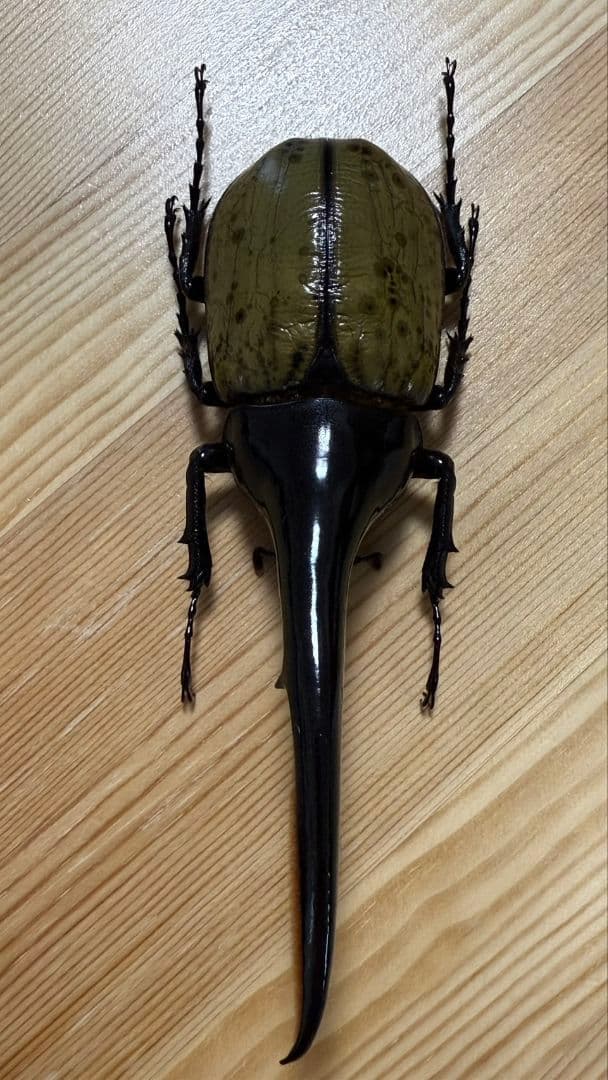 最終値下げ ヘラクレスオオカブト160mmペア