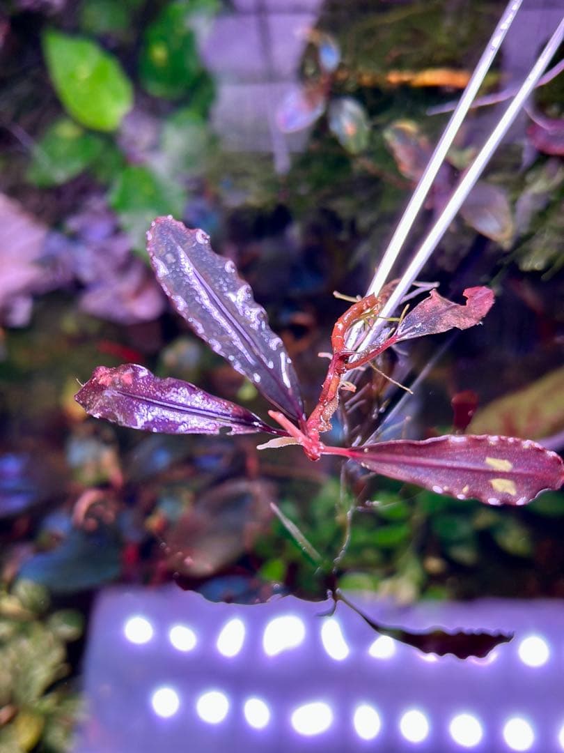 ブセファランド ラ sp.ブラウニーゴーストカリマンタン - メルカリ