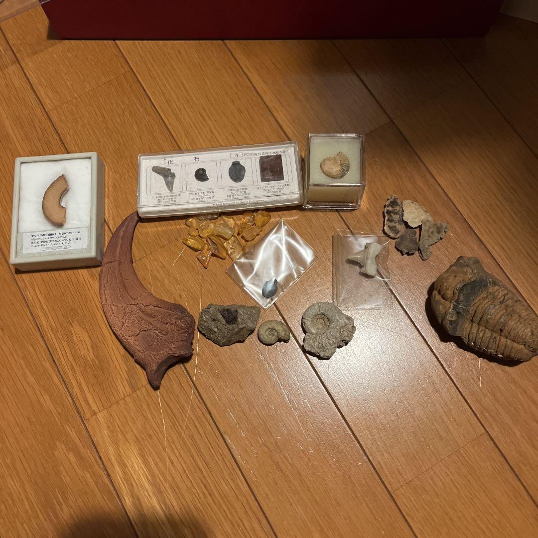 化石 アンモナイト 琥珀 亀 まとめ売り 三葉虫 スピノサウルス 爪 化石 アンモナイト 琥珀 亀 まとめ売り 三葉虫 スピノサウルス 爪