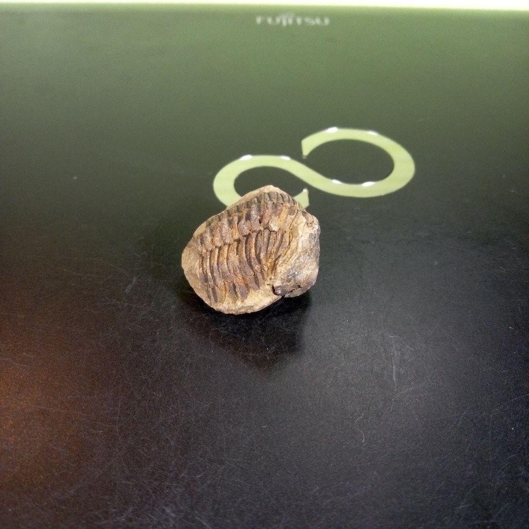 三葉虫化石fossil海ボリビア産trilobite海生動物分類⑥