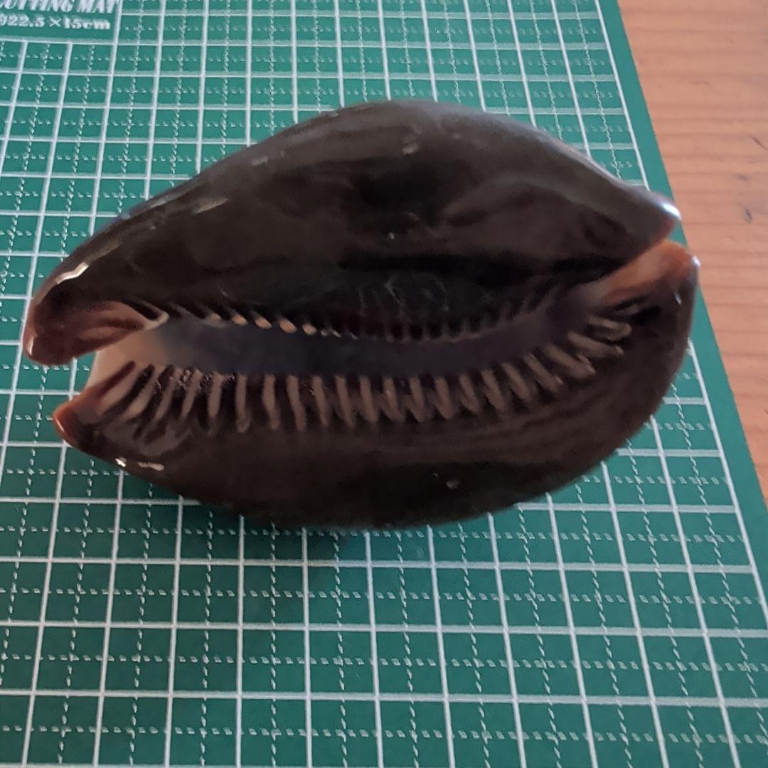 ハチジョウダカラ 3