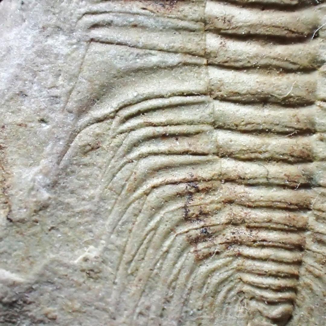 三葉虫の化石 美麗 オレネルス USA産 本物保証