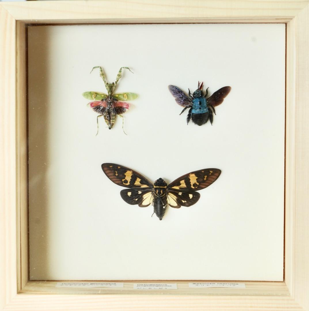 昆虫標本セット　希少 昆虫標本キット】自由研究にオススメ！必要な道具がすべてそろっている