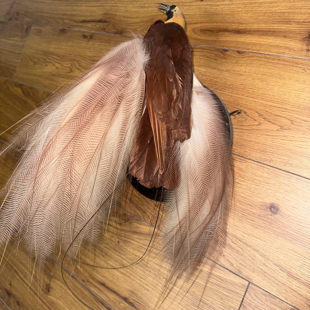 パリ鳥オブジェ 台座付アンティークビンテージ bird of paradise