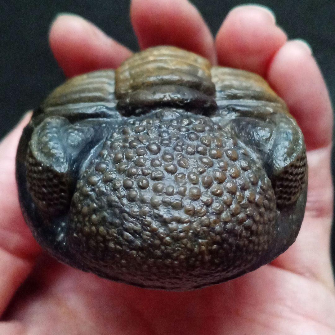 ジャイアントファコプス 超大型種 極美麗 ハイポストーマ有り 極めて