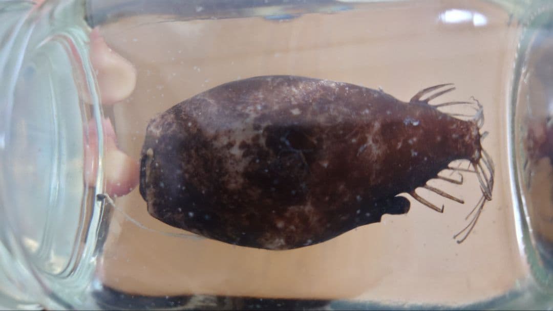 凄い！今度はミツクリエナガチョウチンアンコウ - お魚三昧生活 【激