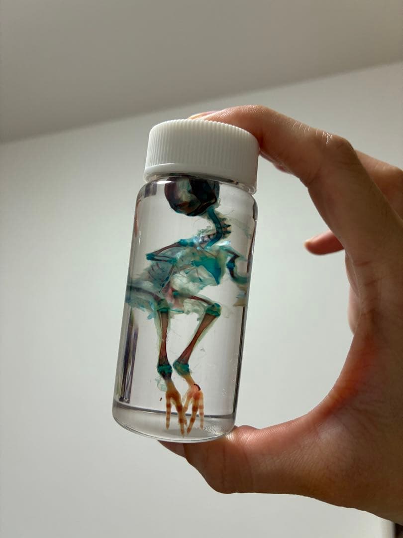 スジバネウスバウスバカミキリ 標本 幼虫