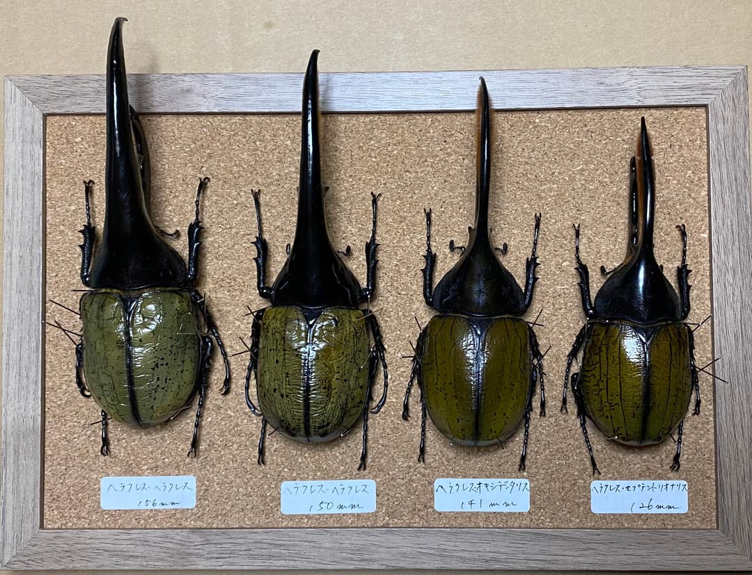 ヘラクレスヘラクレス 標本 ヘラクレスオオカブト ブルー個体 標本用