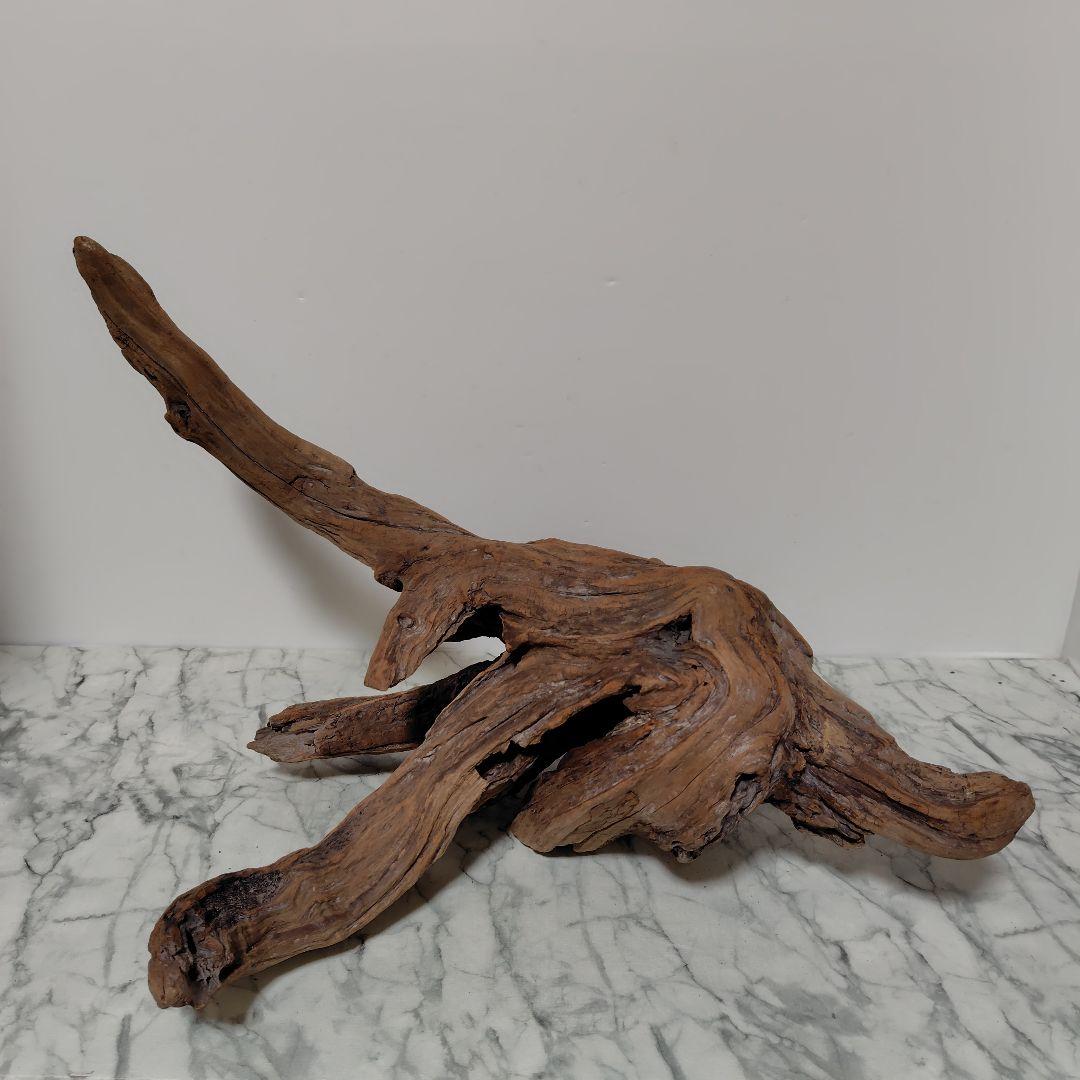 アク抜き済み流木【785】セール