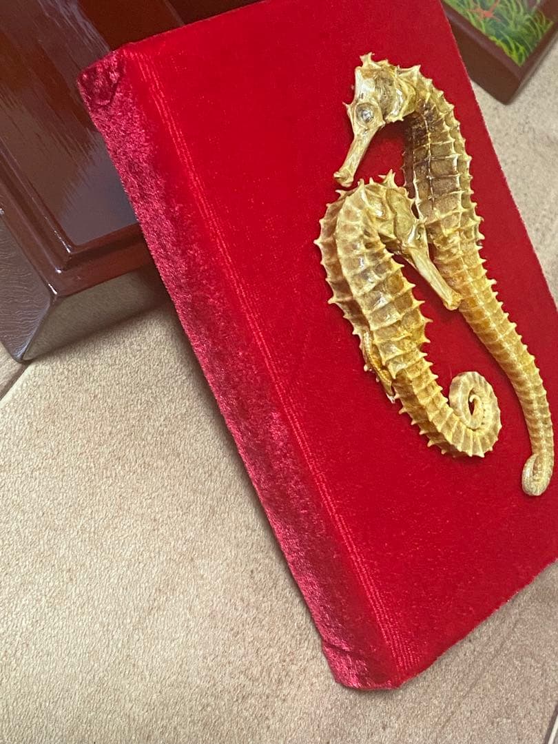 開運 縁起物 タツノオトシゴ 乾燥 標本 2セット