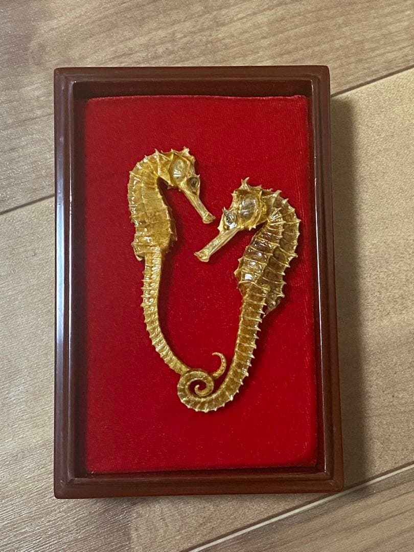 開運 縁起物 タツノオトシゴ 乾燥 標本 2セット