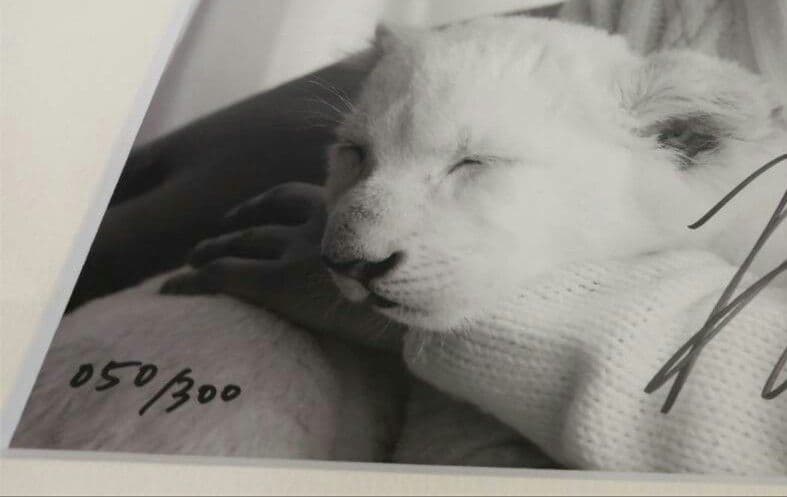 直筆サイン入りFC限定購入品!河村隆一ライオンの赤ちゃん額装LUNA SEA