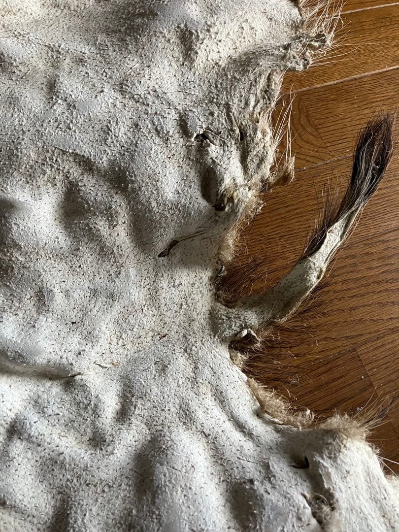 イノシシの毛皮 イノシシの毛 写真素材 [ 2529559 ] - フォトライブ