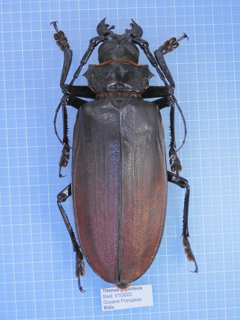 エゾ鹿(ニホンジカ)の頭蓋骨 呪物？ エゾ鹿(ニホンジカ)の頭蓋骨 呪物