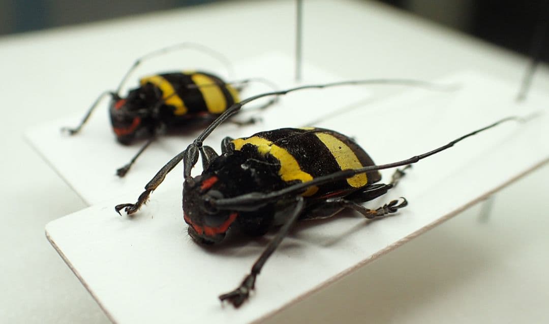 ペルーの極美カミキリ ペア ペルーの極美カミキリ ペア