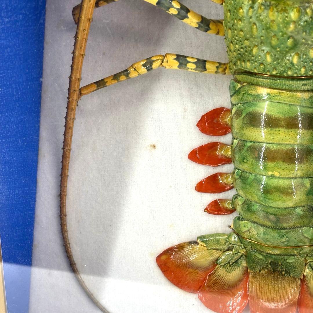 額装標本 ニシキエビ 錦海老 伊勢海老 えび 剥製 - メルカリ