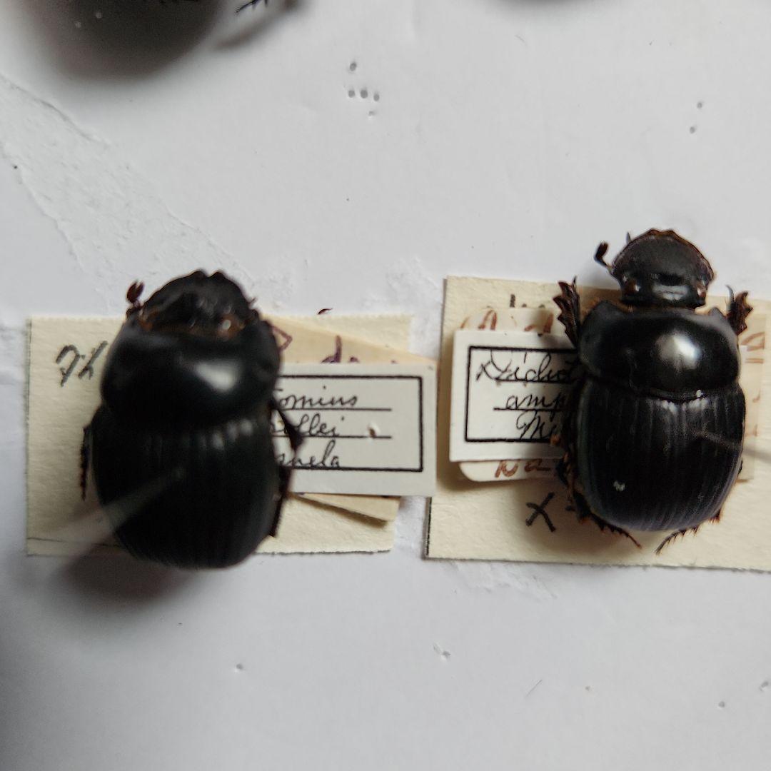 昆虫標本(ダイコク、オオダイコク)海外