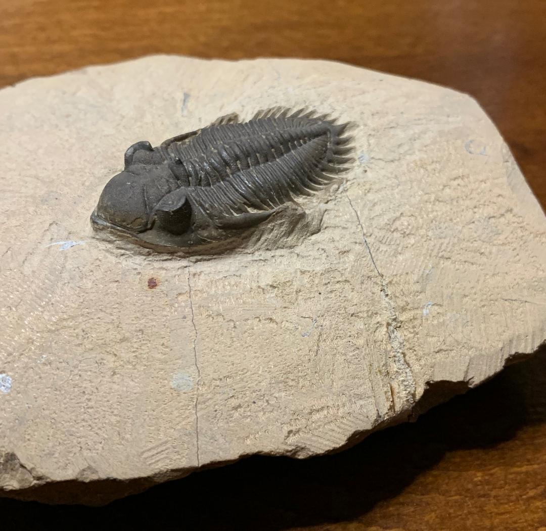 モロッコ産三葉虫の化石（Metacantina I.）