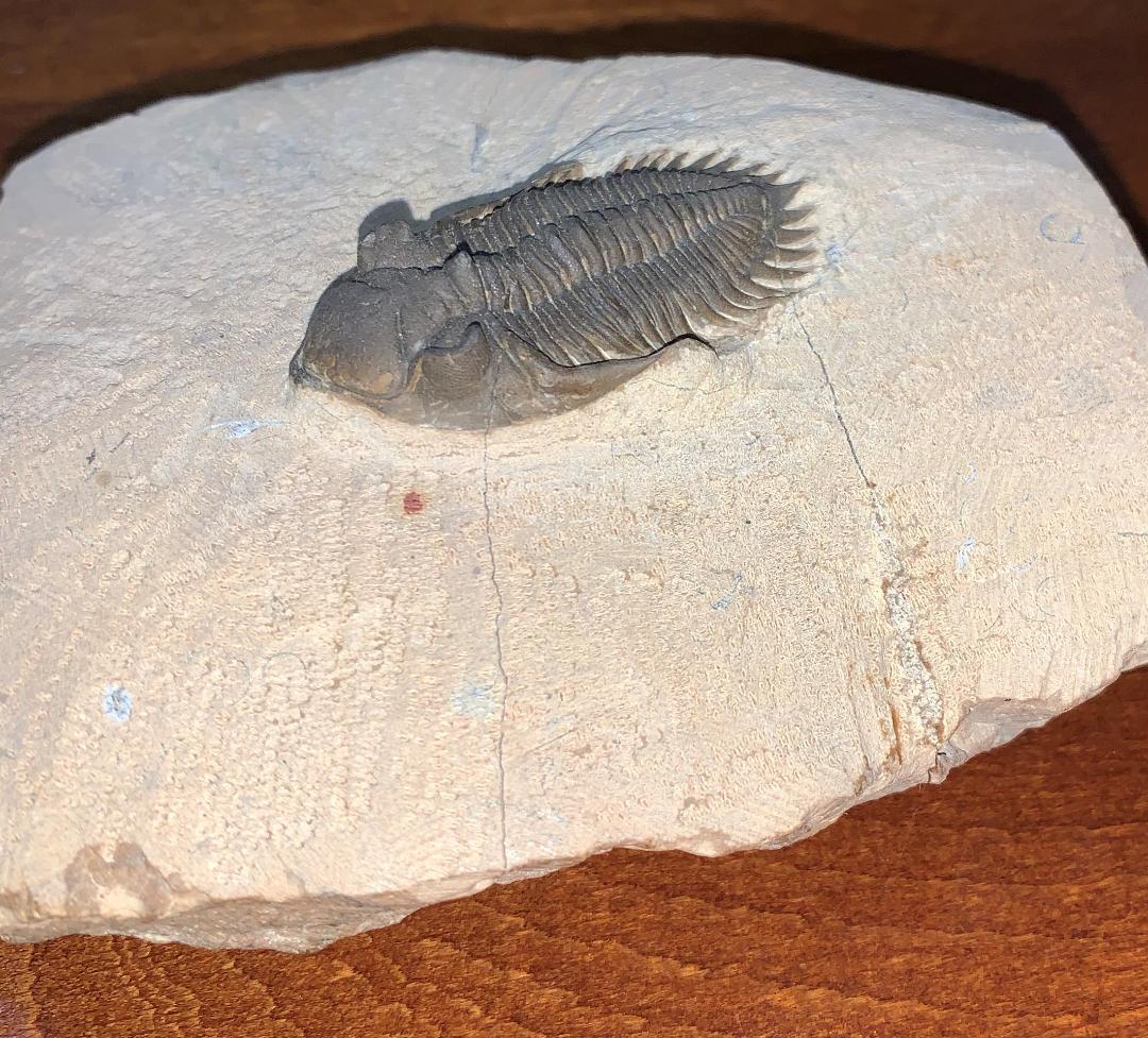 モロッコ産三葉虫の化石（Metacantina I.）