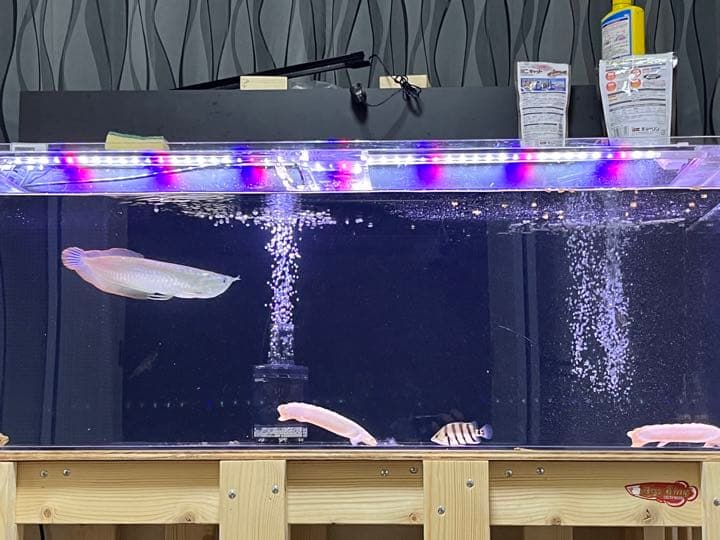 水槽 120 引き取り限定