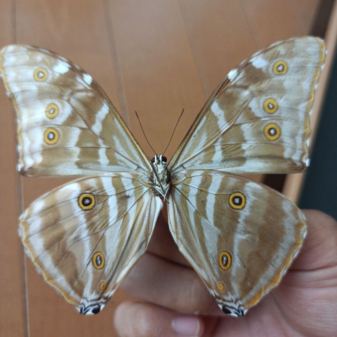 蝶標本】【モルフォ蝶の標本】美麗♂‼️アドニスモルフォ - メルカリ