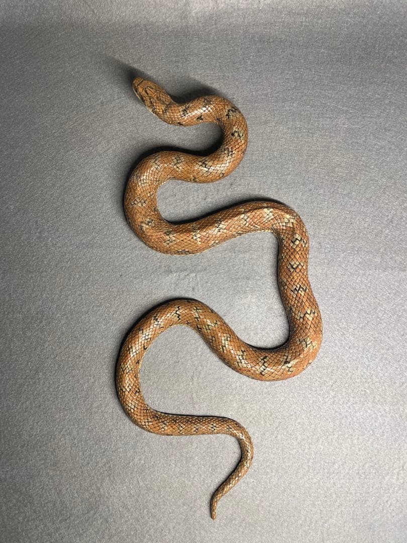 ジムグリ(レプリカ)