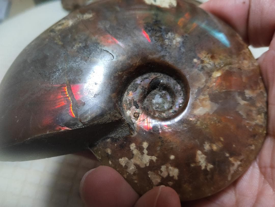 化石 アンモナイト オパール化 遊色 レインボー3点 9800an0814