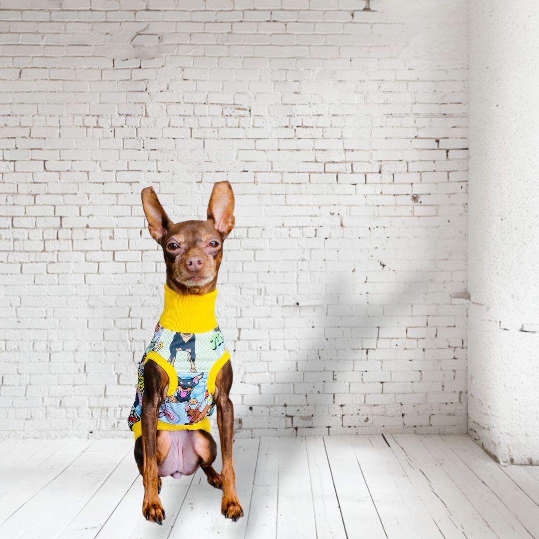 ⑮ミニピン、ミニピンを纏う イタグレ、イタグレを纏う