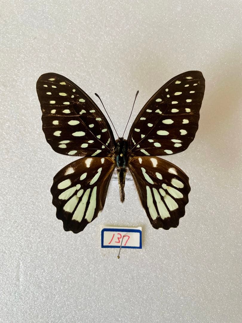 ザンビア産サソリカミキリ47mm