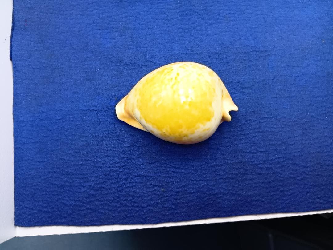 貝標本①-1ウスアカネダカラ