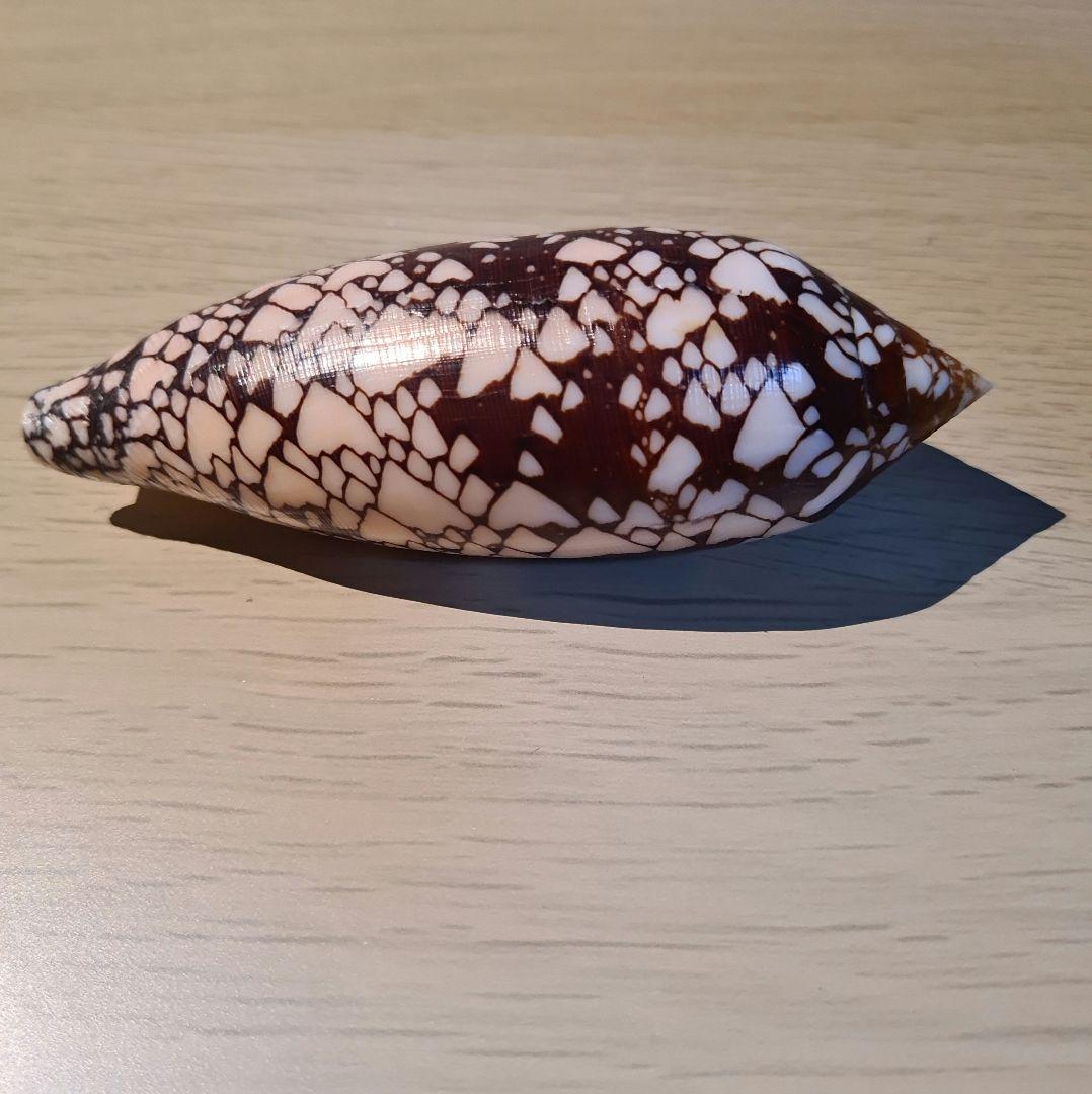 イモガイ貝殻 Darioconus Aulicus Propenudus