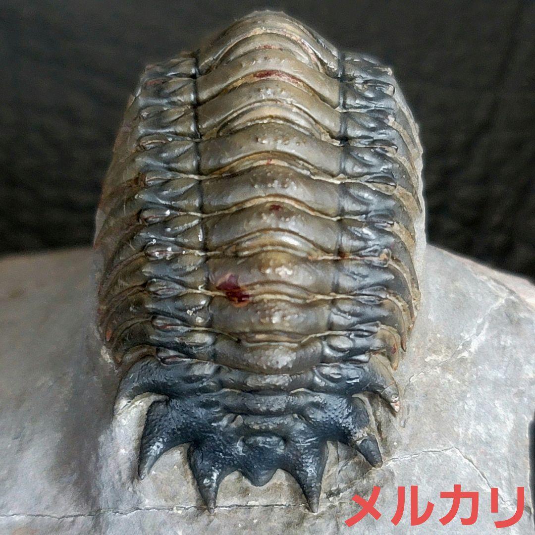 超美麗！三葉虫【Crotalocephalus gibbus】 化石 モロッコ