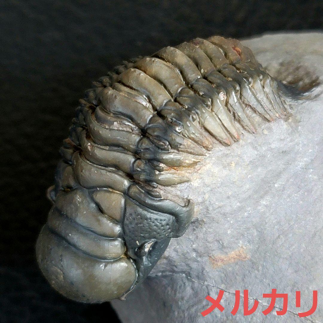 超美麗！三葉虫【Crotalocephalus gibbus】 化石 モロッコ