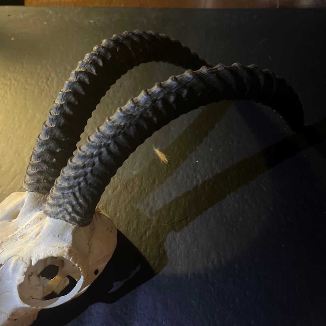 アンテロープ 頭骨 標本 インテリア装飾