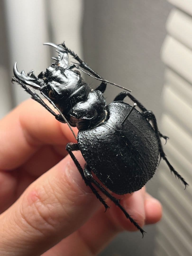 52mm♀】オオエンマハンミョウ Manticora 昆虫標本