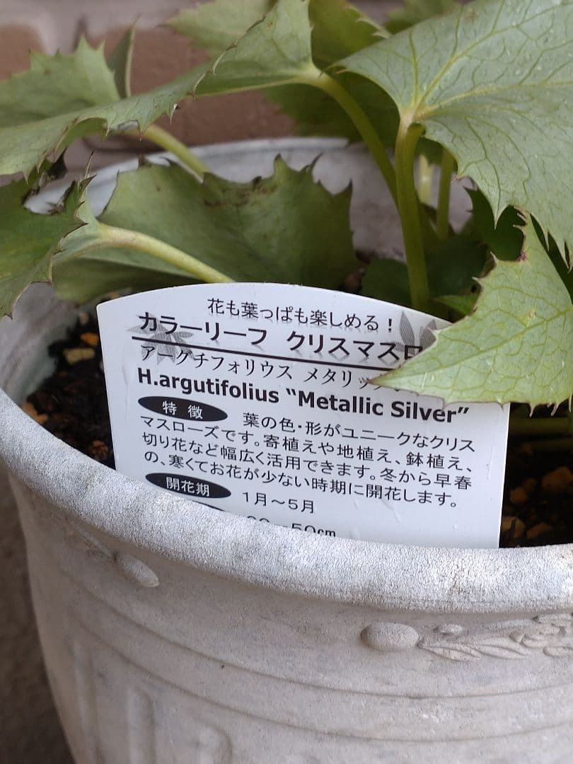 クリスマスローズの原種（H.アーグチフォリウス）｜園芸日記by野々口稔｜