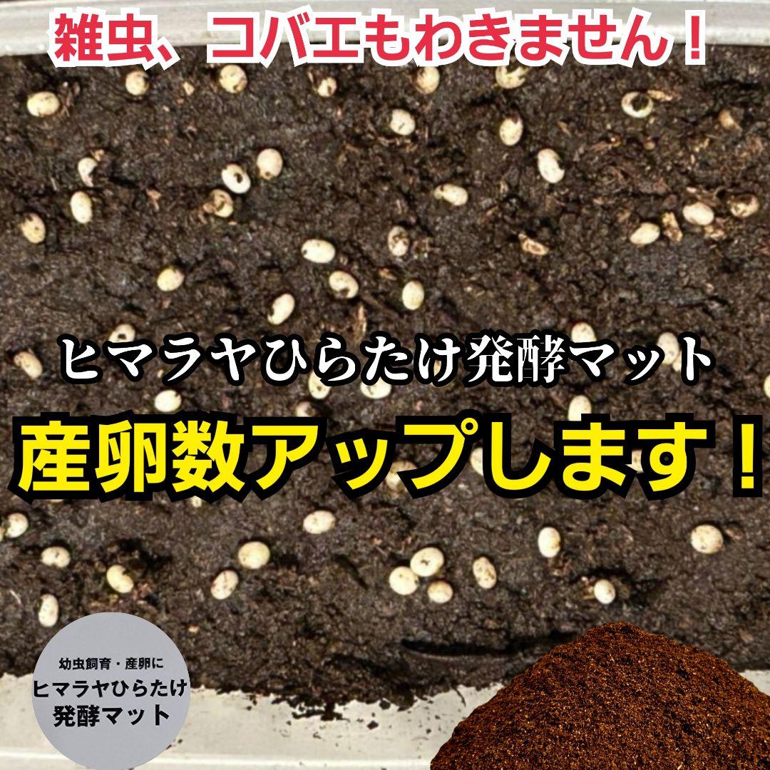 カブトムシの産卵に抜群！ヒマラヤひらたけ発酵マット【60L】雑虫が