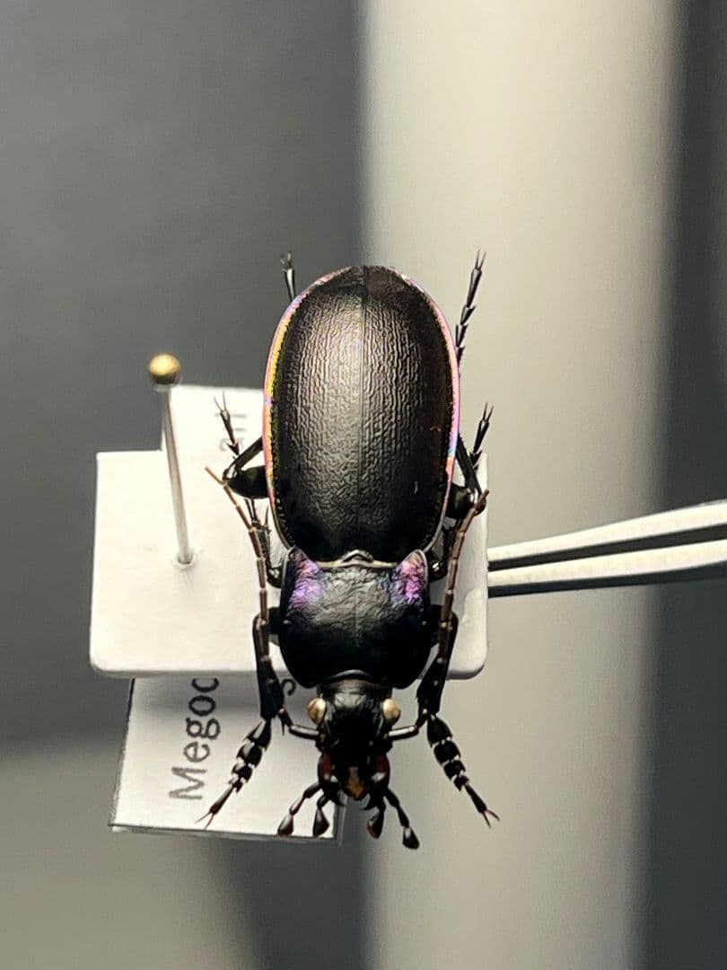 27mm】ゲルマリーキンオサムシ Megodontus germari標本