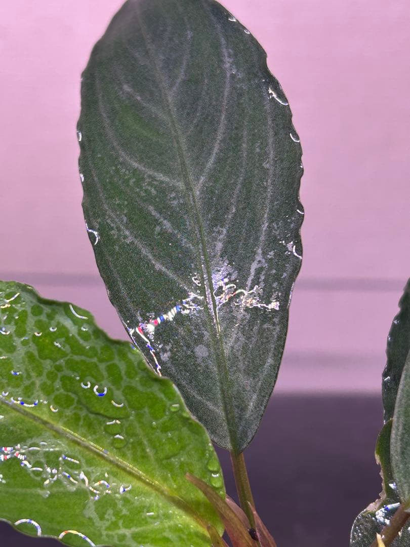 TB便】Bucephalandra sp.Pearl gray 水上育成株