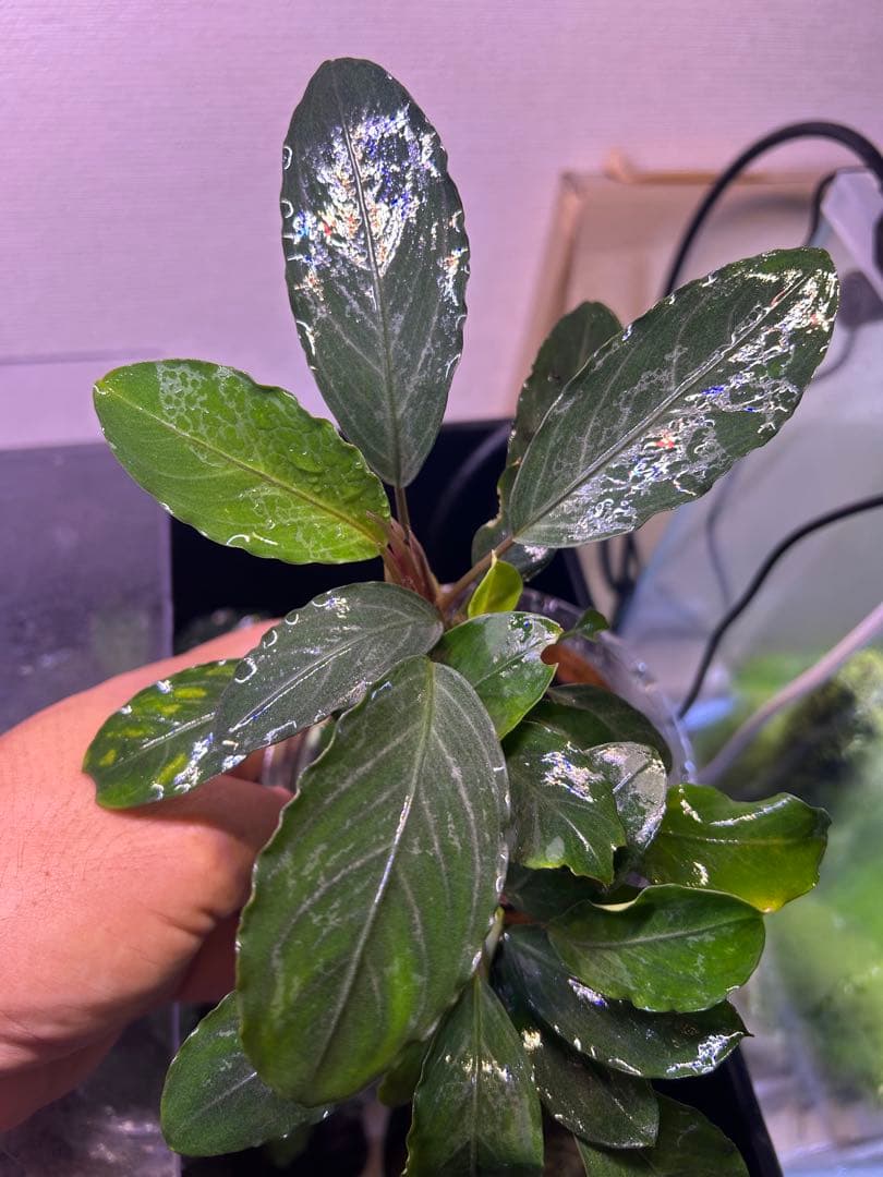 TB便】Bucephalandra sp.Pearl gray 水上育成株