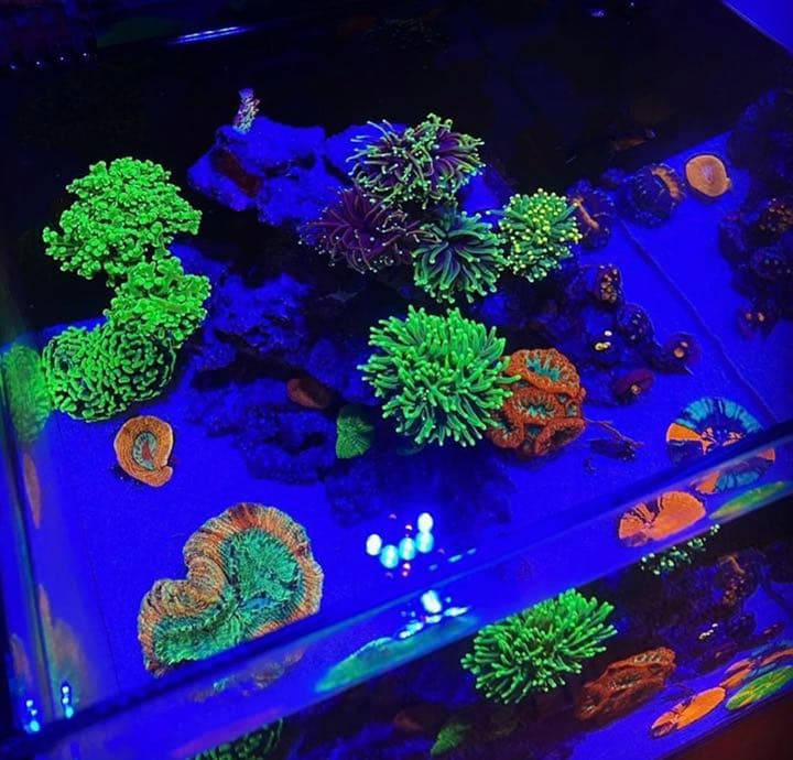 AI PRIME HD（プライムHD 水槽用照明 LED) ライト・照明器具 AI PRIME