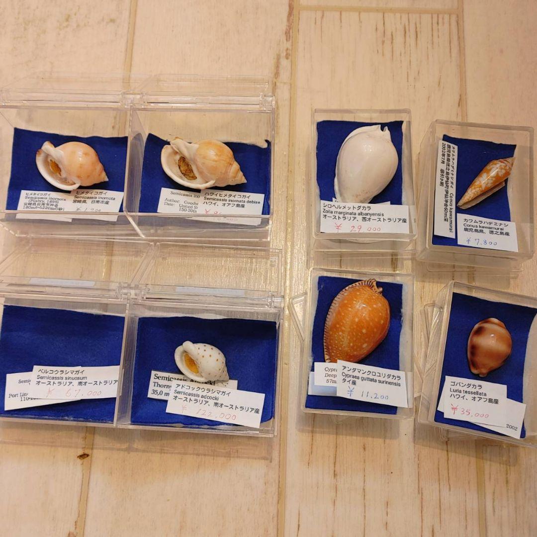貝殻 貝 標本 コレクション タカラガイ アンティーク 化石 - メルカリ