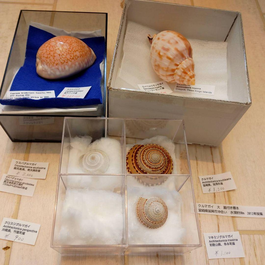 貝殻 貝 標本 コレクション タカラガイ アンティーク 化石 - メルカリ