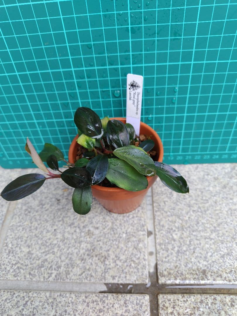 ブセファランドラ リアルグレイ ''Landak'' 水上葉の通販はau PAY