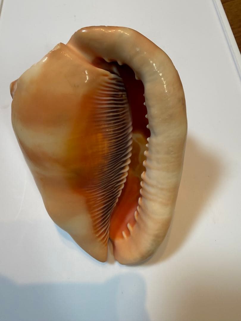 シェル カメオ インテリア 置物 ディスプレイ ① | Beli pada Mercari