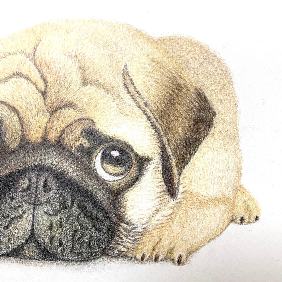 パグちゃんおいで(色鉛筆画 鉛筆画 絵画 絵 イラスト パグ 犬) パグ