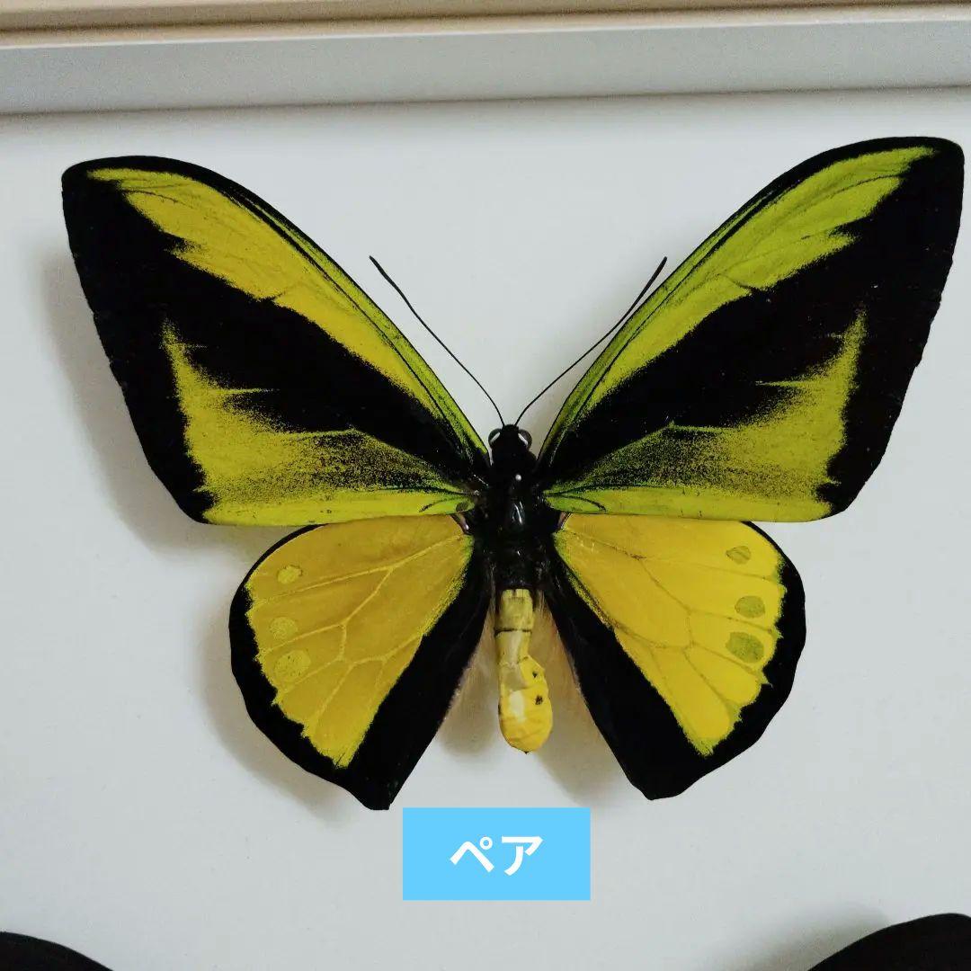 ゴライアストリバネアゲハ 美麗種 ペア 西パプア