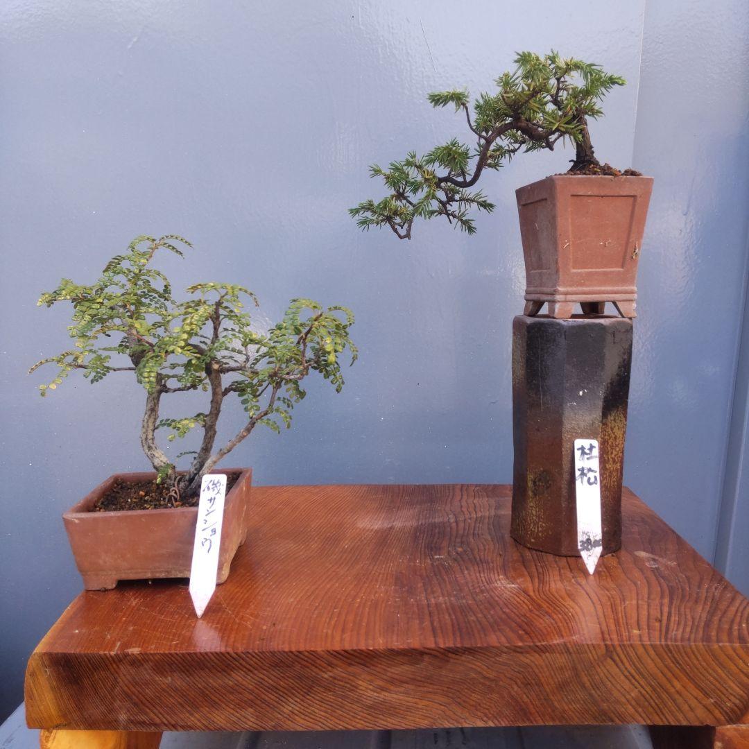 盆栽鉢丸鉢桑津香石植木鉢山野草絵鉢 盆栽鉢 桑津香石 山野草 ミニ盆栽