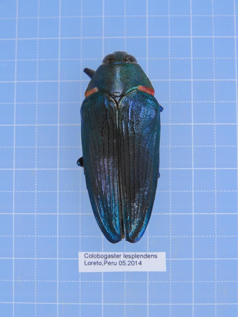 ペルー産 特大 フンボルトヒナカブト 45mm39mm ペアの通販はau PAY